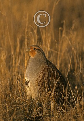 GREY PARTRIDGE